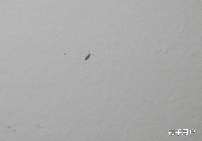 房屋图纸 家裡出現白色小蟲